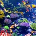 Coral reef video screenshot